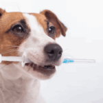Vacunación antirrábica para perros y gatos