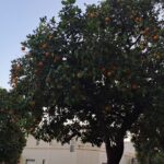 De un árbol olvidado a una oportunidad internacional: las naranjas amargas de San Pedro podrían llegar a Vietnam