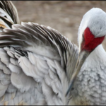 Uruguay decretó la emergencia sanitaria por gripe aviar tras detectar el virus H5 en la fauna silvestre
