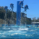 Quebró el Aquarium de Mar del Plata y crece la polémica por el destino de 66 animales