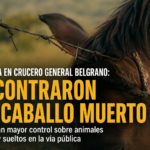 SAN PEDRO: Triste hallazgo, un caballo murió atrapado entre alambres