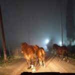 Hallaron caballos sueltos en una transitada avenida y reiteran el pedido de responsabilidad a los propietarios
