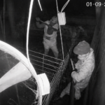 Violento robo en Río Tala: delincuentes armados entraron dos veces a un criadero y mataron lechones a mazazos