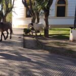 Controles de tránsito: retuvieron cinco motos, un automóvil y retiraron dos caballos sueltos